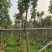 绣球紫花风铃木嫁接苗基地直销规格齐全欢迎老板来电咨询