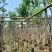 绣球紫花风铃木嫁接苗基地直销规格齐全欢迎老板来电咨询