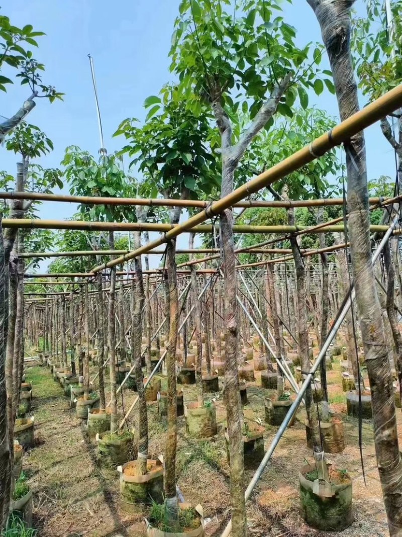绣球紫花风铃木嫁接苗基地直销规格齐全欢迎老板来电咨询