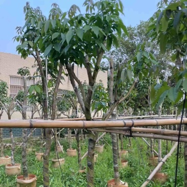 绣球紫花风铃木嫁接苗基地直销规格齐全欢迎老板来电咨询