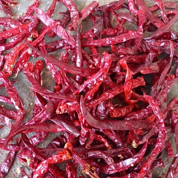 干辣椒二荆条干辣椒一手货源价格优惠