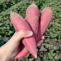 广东红薯精品长条西瓜红蜜薯新鲜软糯香甜产地直供可视频