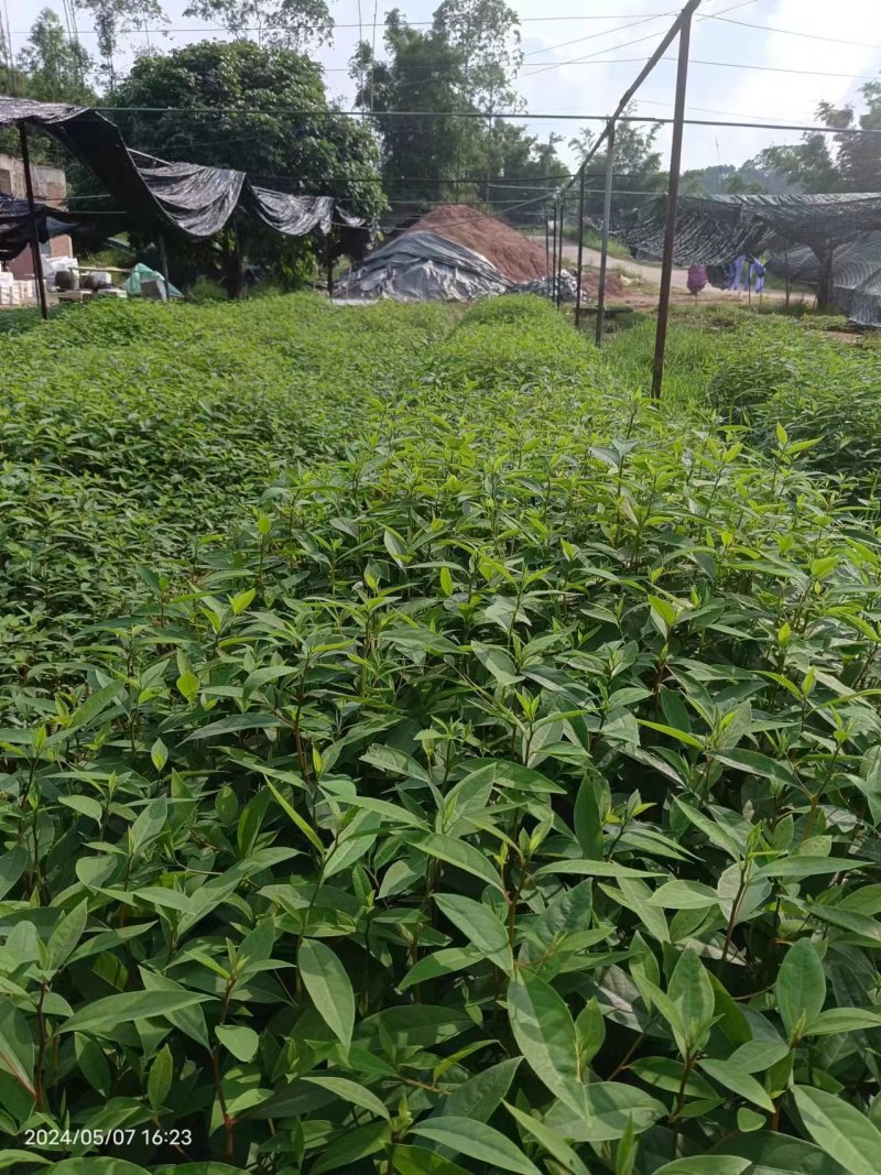 木姜子，山苍子苗自产自销，一手货源，大量供货，质量保证，