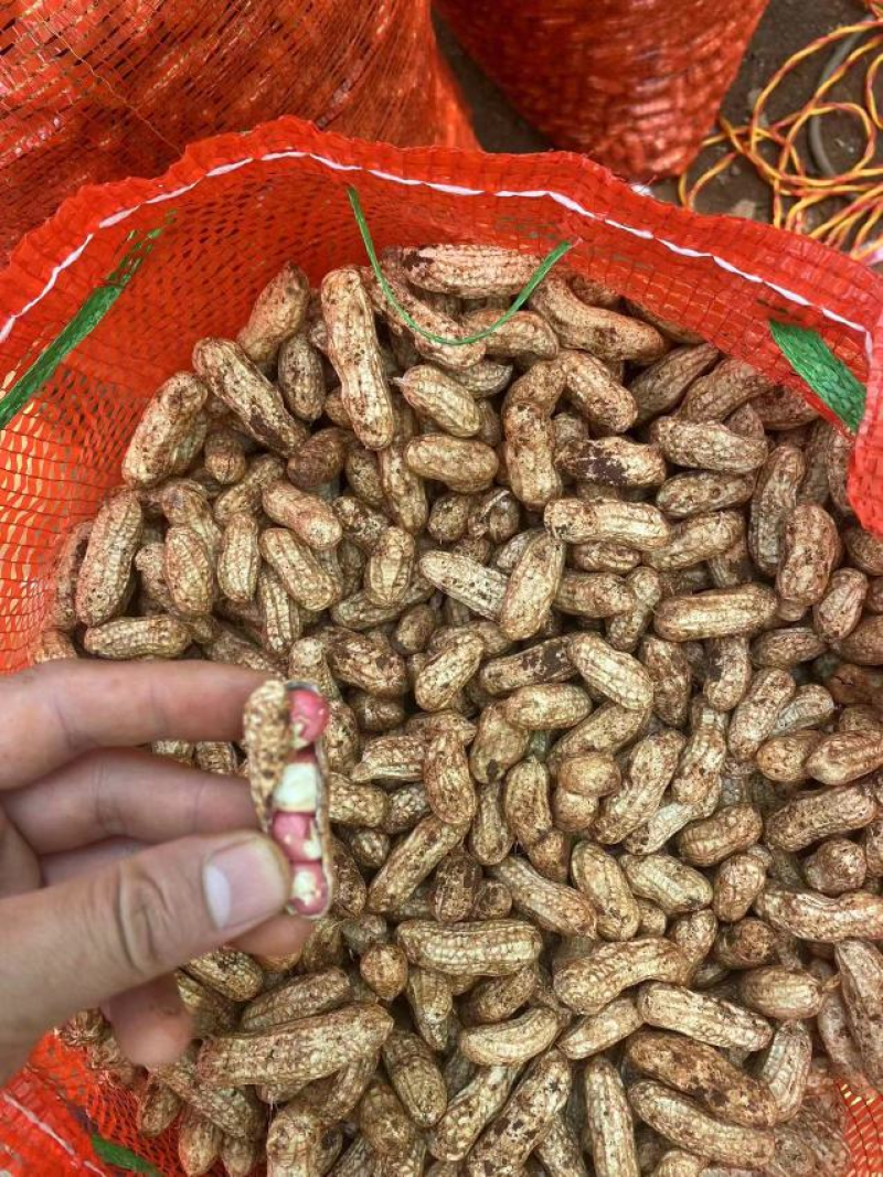 产地精品红米花生红白花生一手货源可视频看货