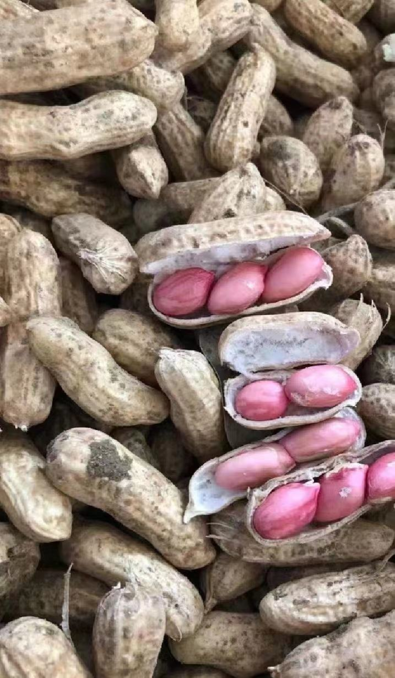 产地精品红米花生红白花生一手货源可视频看货