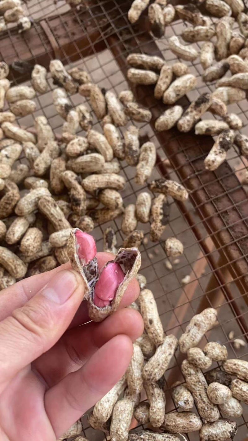 产地精品红米花生红白花生一手货源可视频看货