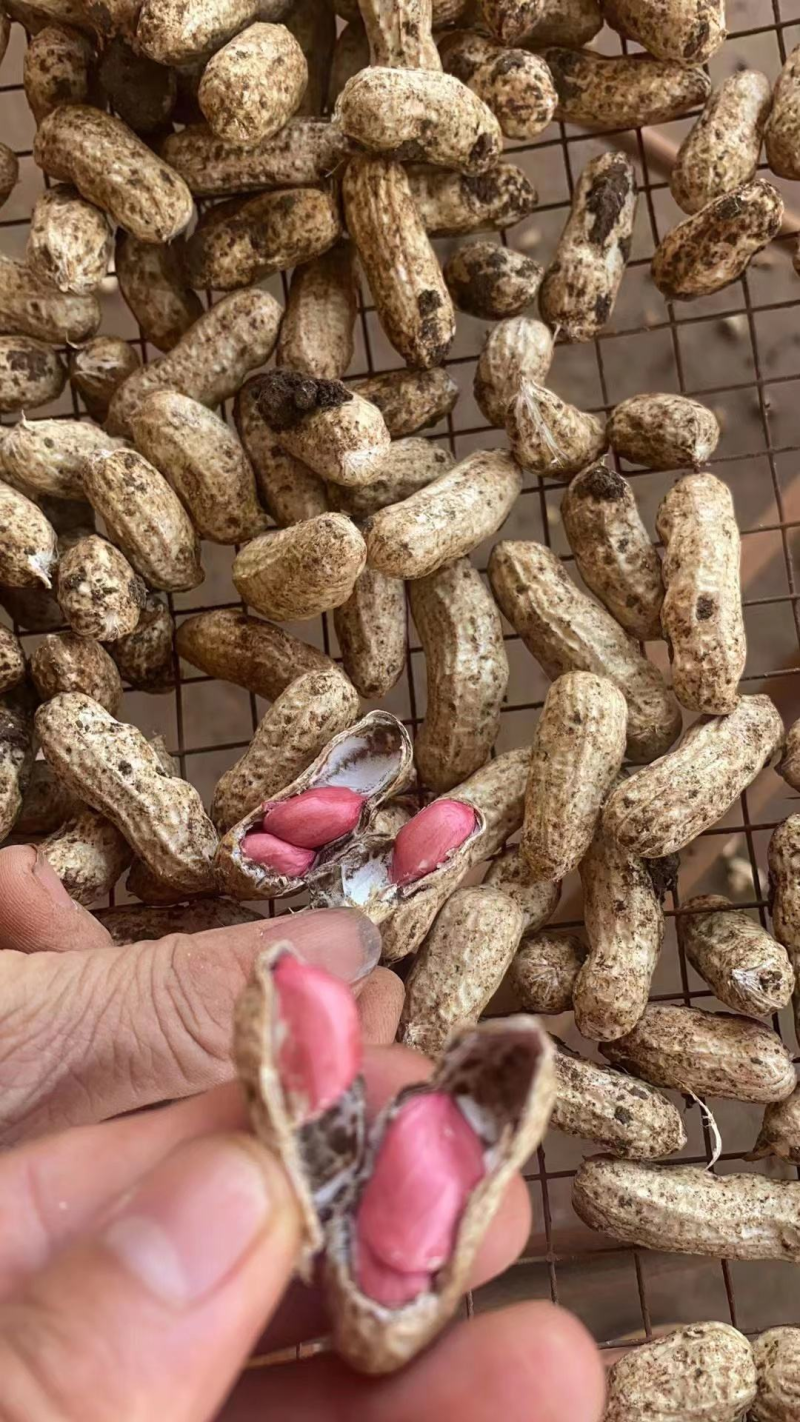 产地精品红米花生红白花生一手货源可视频看货