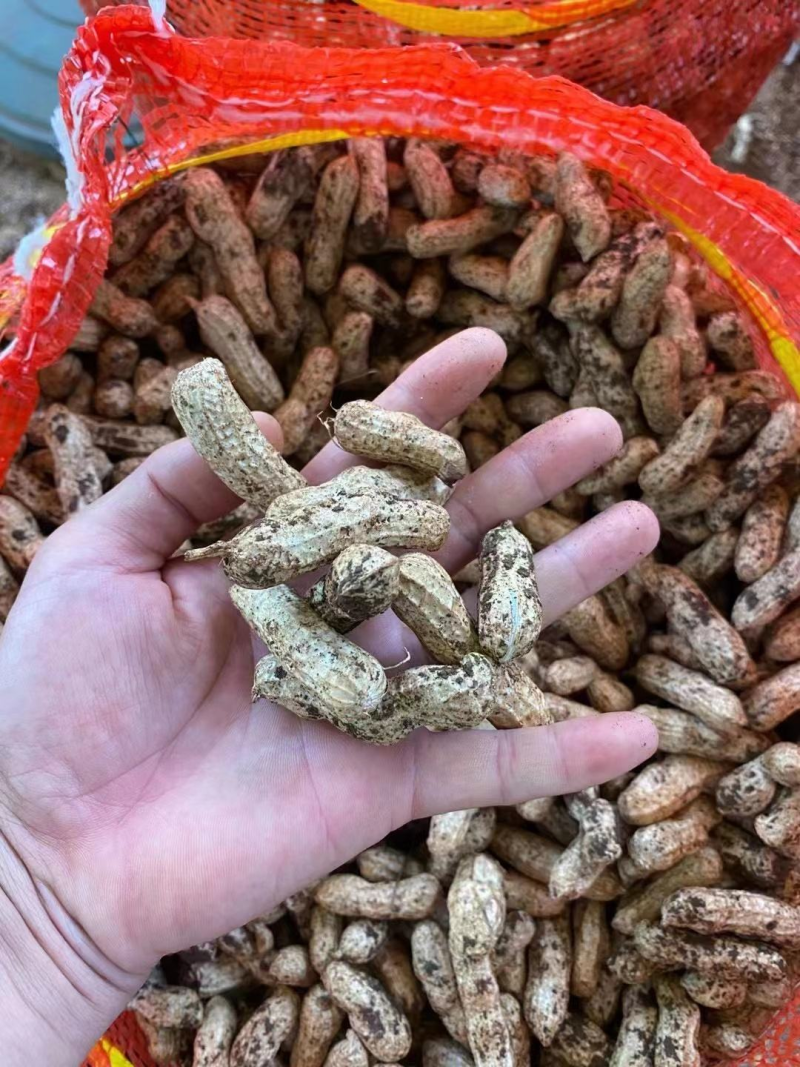 产地精品红米花生红白花生一手货源可视频看货