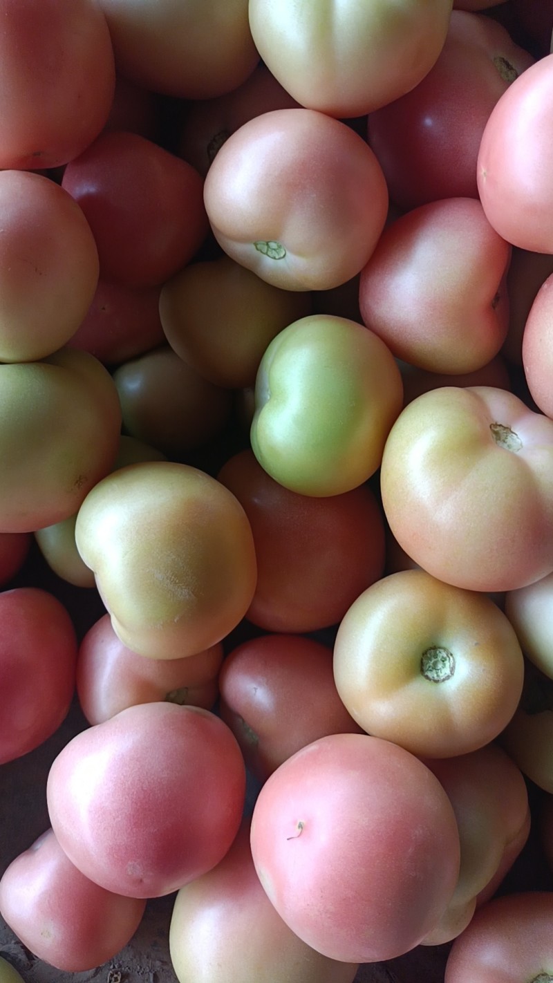 精品硬粉西红柿🍅产地直销口感好品质保证