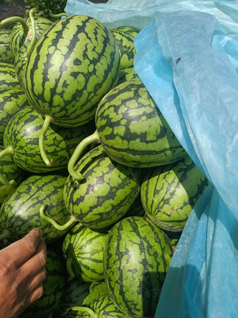 万亩大棚早春红玉，小薄皮，大红瓤，手撕瓜，口感脆甜