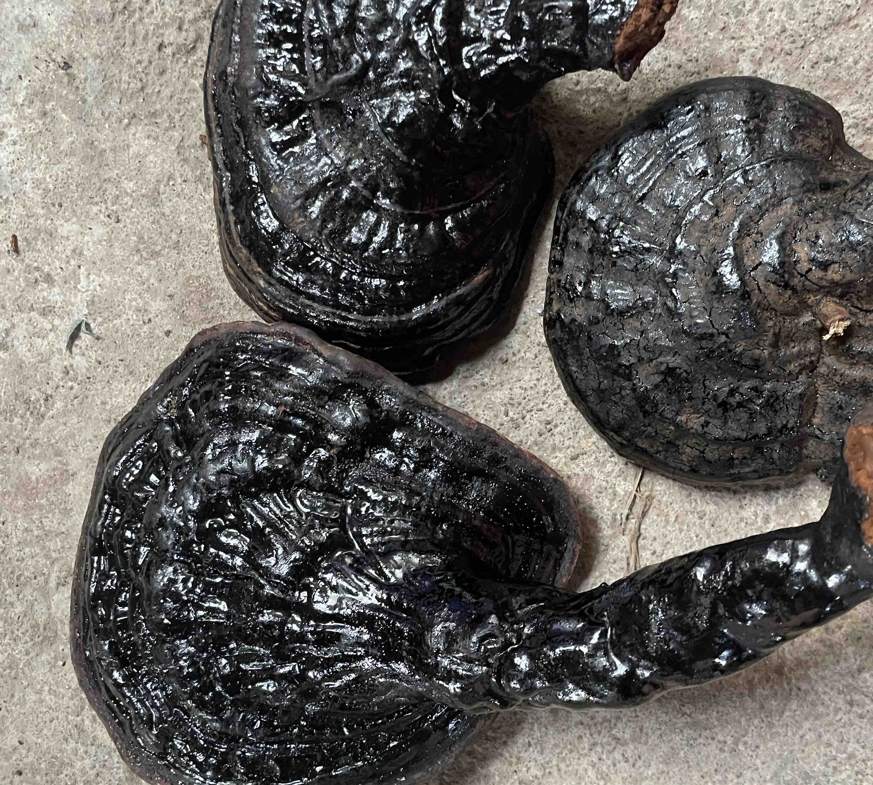 肉苁蓉锁阳黑玛卡三种药材的实物图