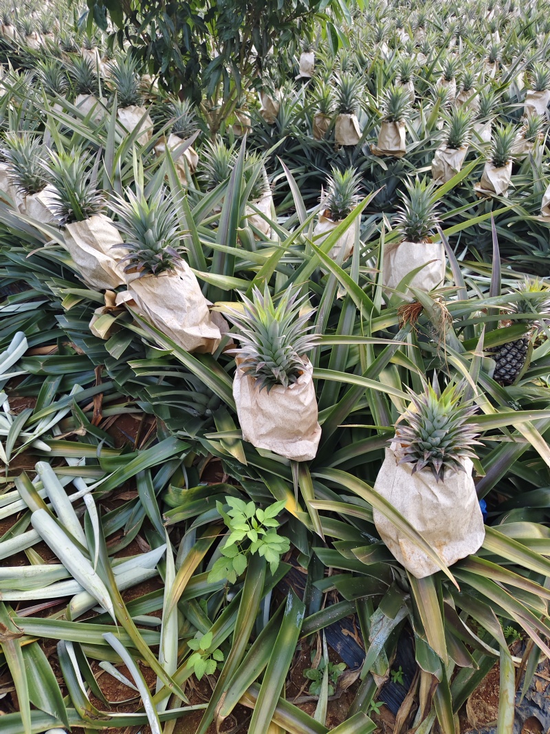 正宗金钻17号海南凤梨靓果，大果无裂口，自然熟口感非常好