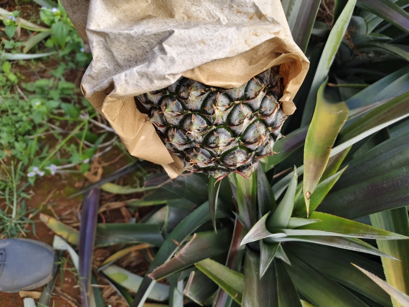 正宗金钻17号海南凤梨靓果，大果无裂口，自然熟口感非常好