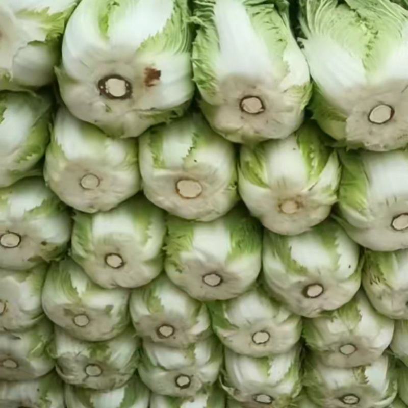 白菜