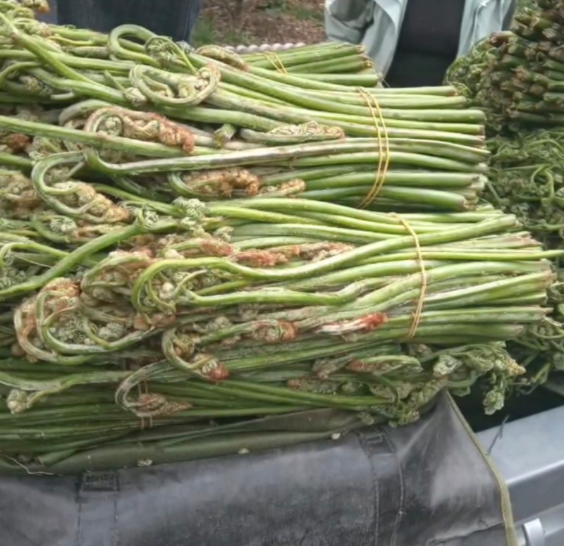 蕨菜（野生）甘肃甘南迭部县山野菜批发商