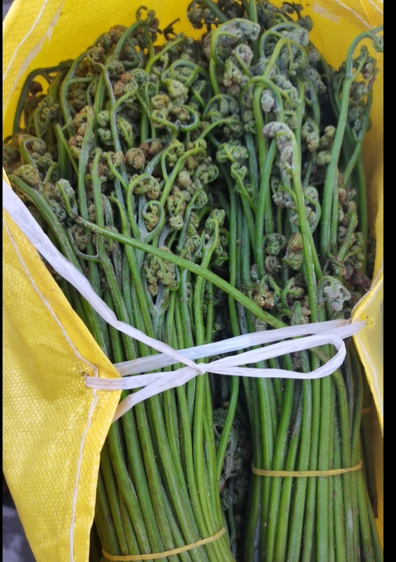 蕨菜（野生）甘肃甘南迭部县山野菜批发商