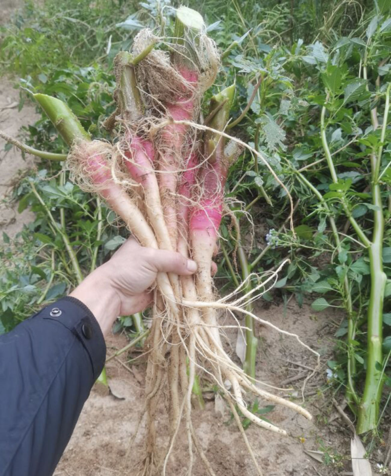 野生刺苋头，大量出售