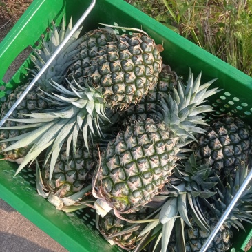 海南凤梨