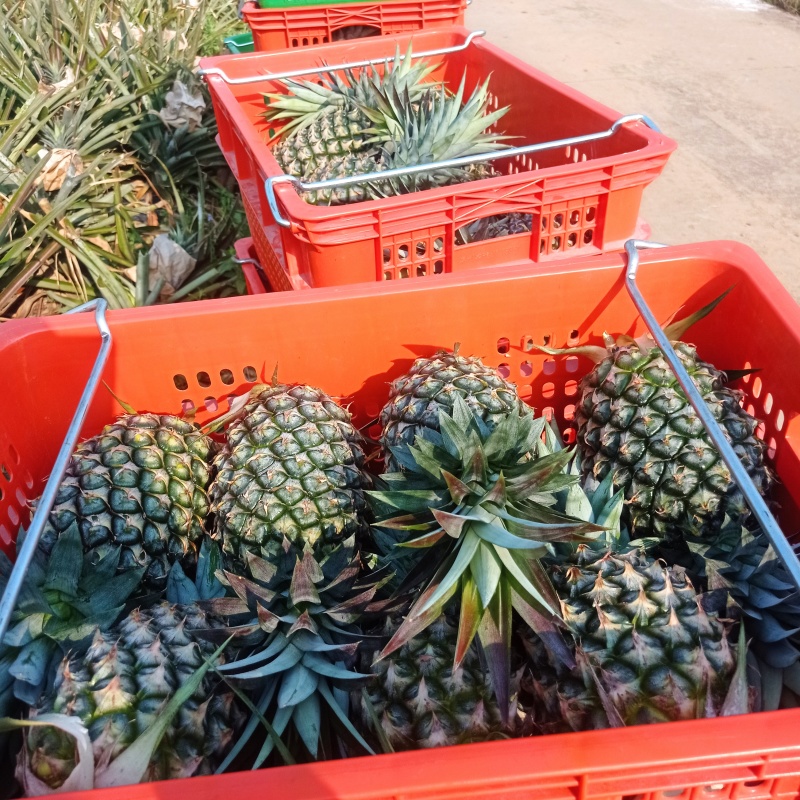 海南凤梨