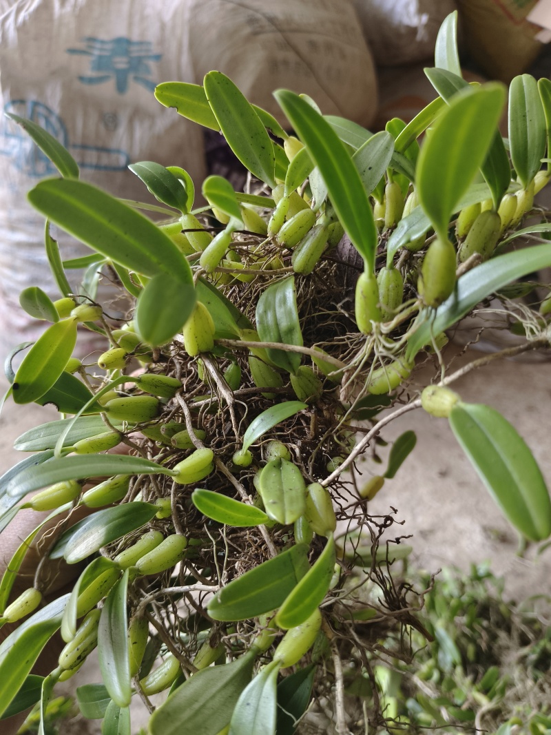 石橄榄效果