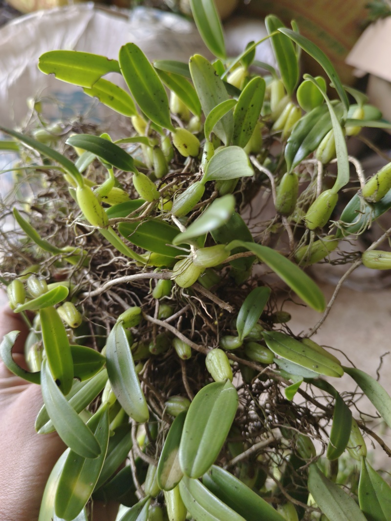 石橄榄效果