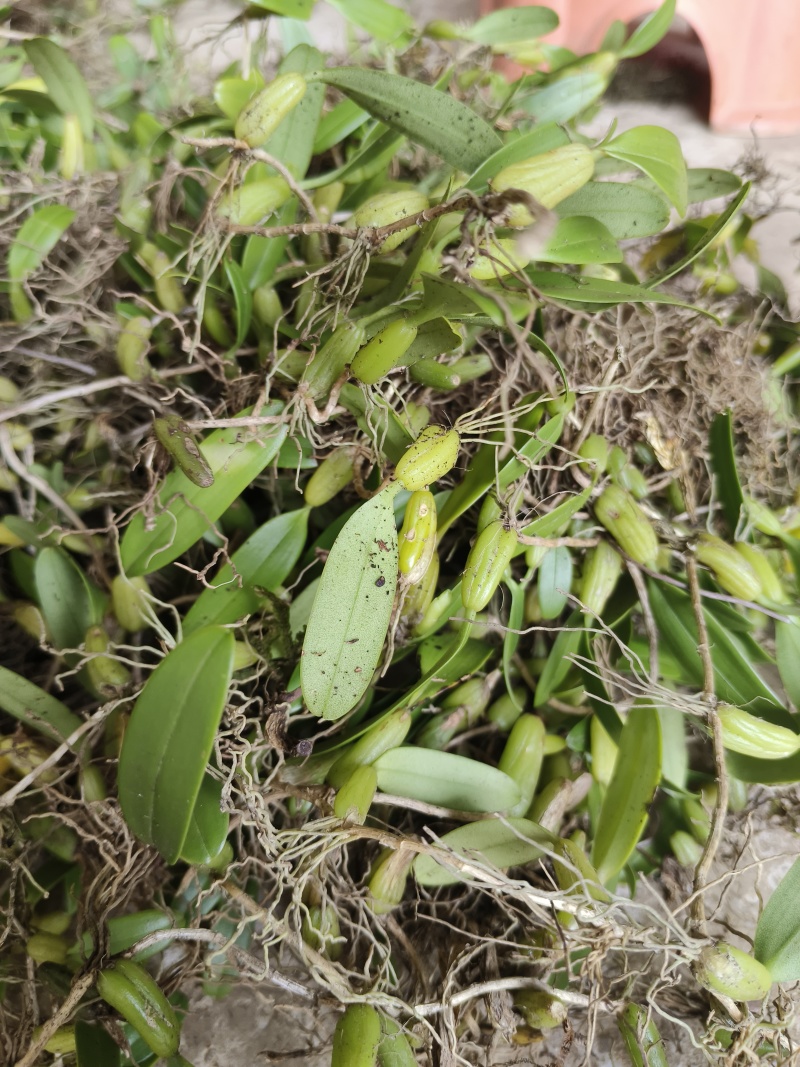 石橄榄效果