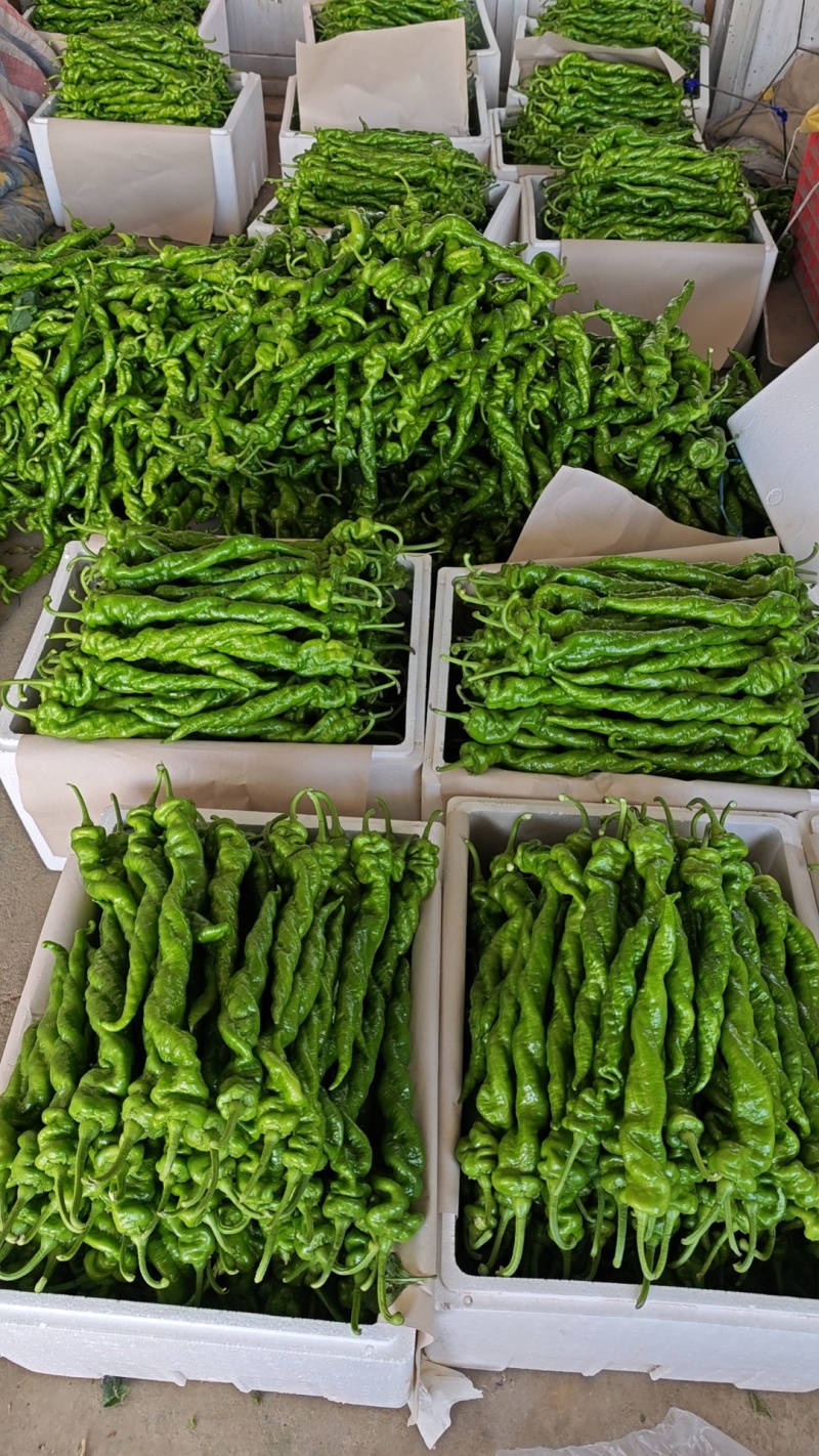 精品螺丝椒大量有货产地直发品质保证可视频看货