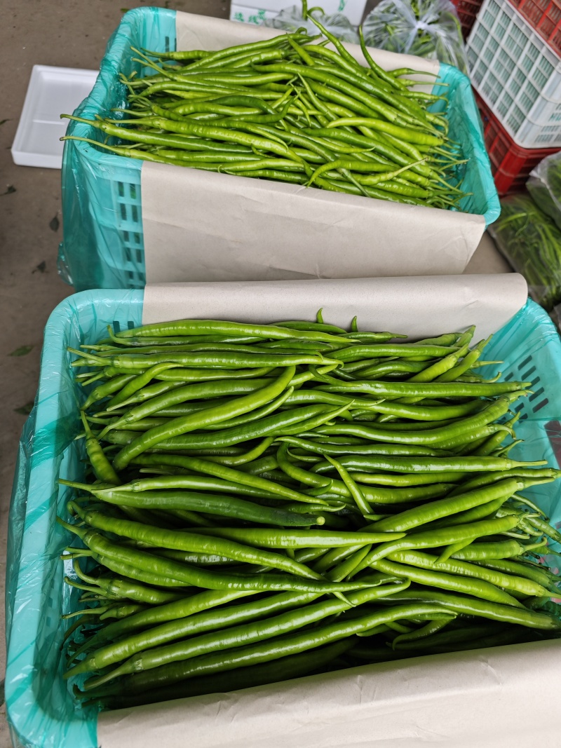 精品螺丝椒大量有货产地直发品质保证可视频看货
