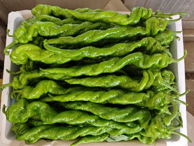 精品螺丝椒大量有货产地直发品质保证可视频看货