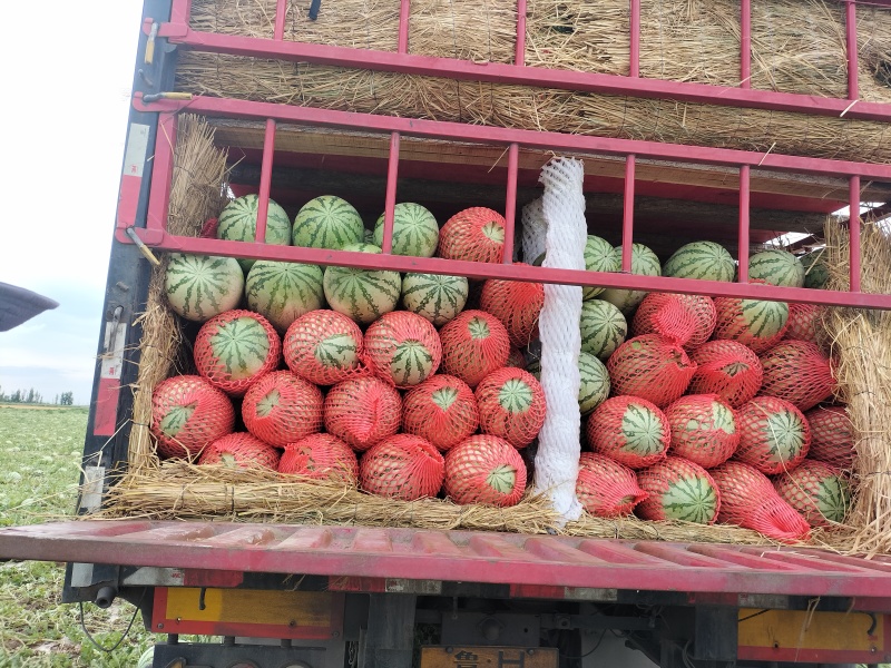 新疆吐鲁番西瓜甜王西瓜大量上市保质保量欢迎各地客商咨询