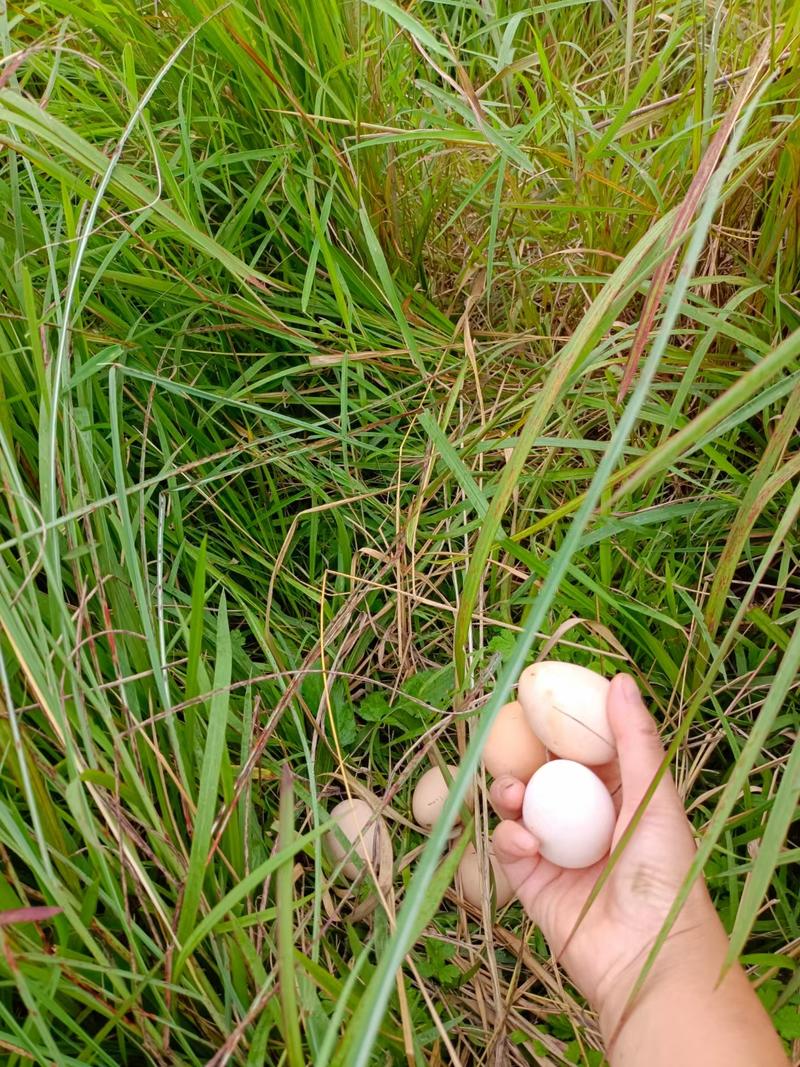 自家放养土鸡蛋