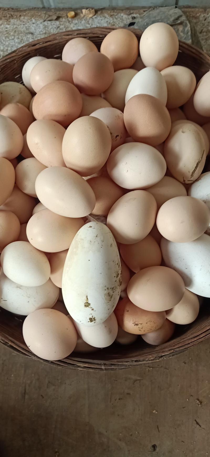 自家放养土鸡蛋
