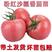 大粉番茄苗子，大粉西红柿种苗基地直供死苗包赔