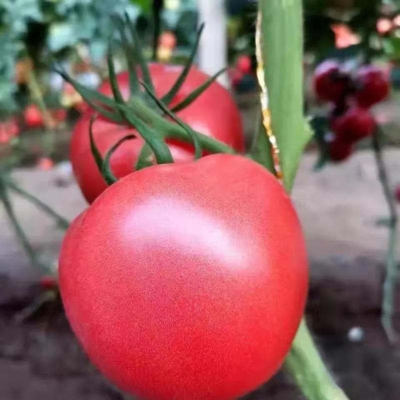 大粉番茄苗子，大粉西红柿种苗基地直供死苗包赔