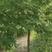 血皮槭专业种植基地，成活率高专业种植多年。需要请联系