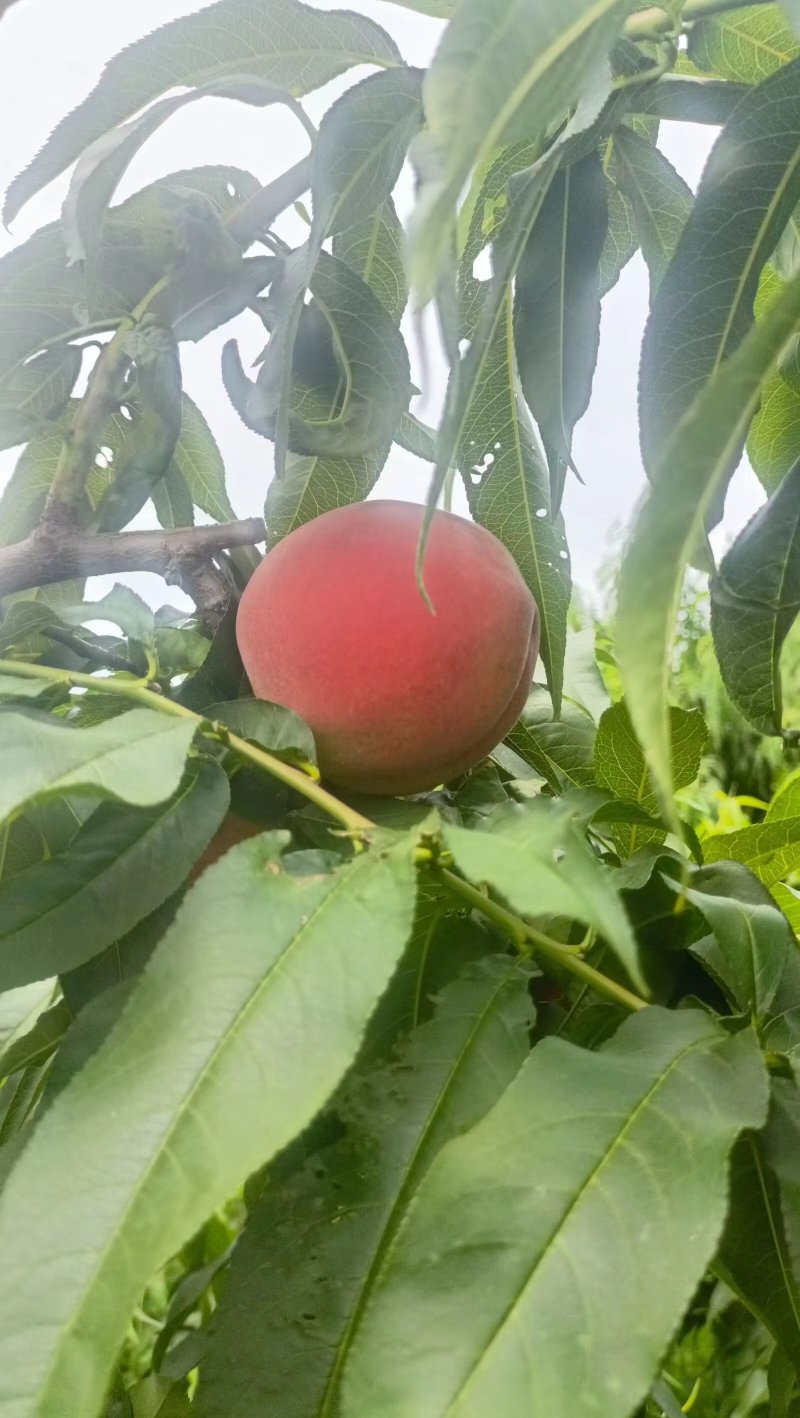露天特早红毛桃，突围，美佳大量供应欢迎来电预订