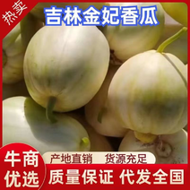 吉林白城香瓜即将上市供应口感脆甜供应各大市场