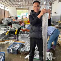 海南渔业龙头企业南海带鱼非进口量大从优可代加工包装一手货