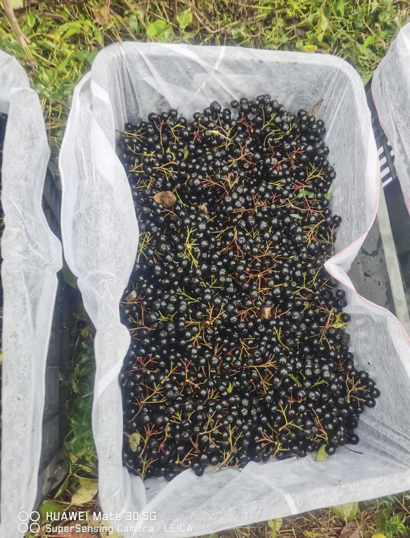黑果，不老莓，野樱莓果，种植基地，常年有货，质量保障