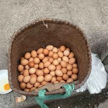 农村散养土鸡蛋