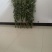 精品艾草新鲜艾草艾苗新鲜艾草产地发货欢迎咨询