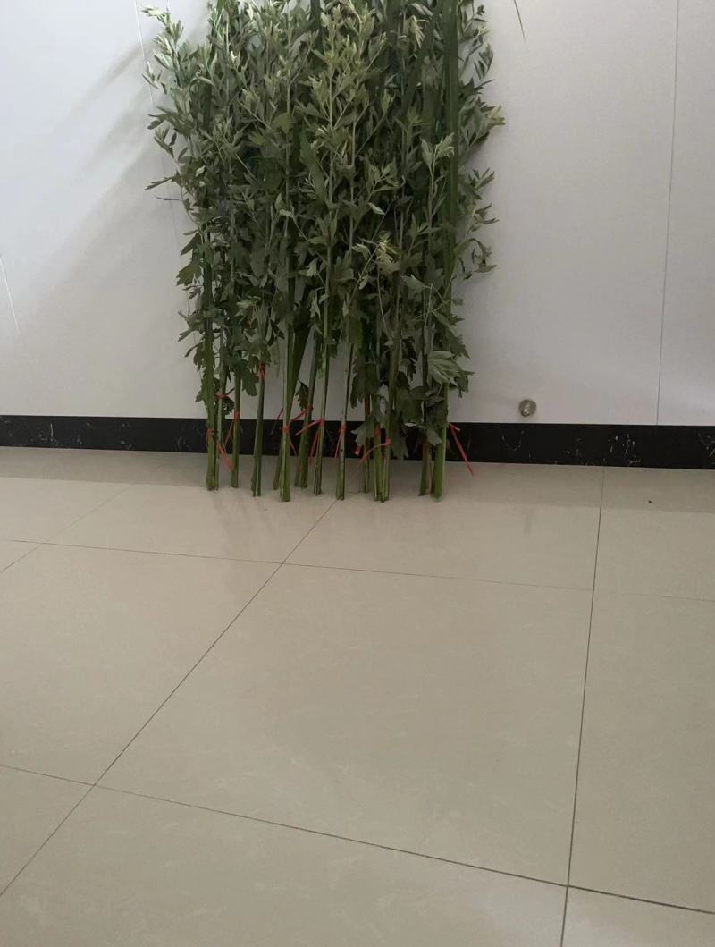 精品艾草新鲜艾草艾苗新鲜艾草产地发货欢迎咨询