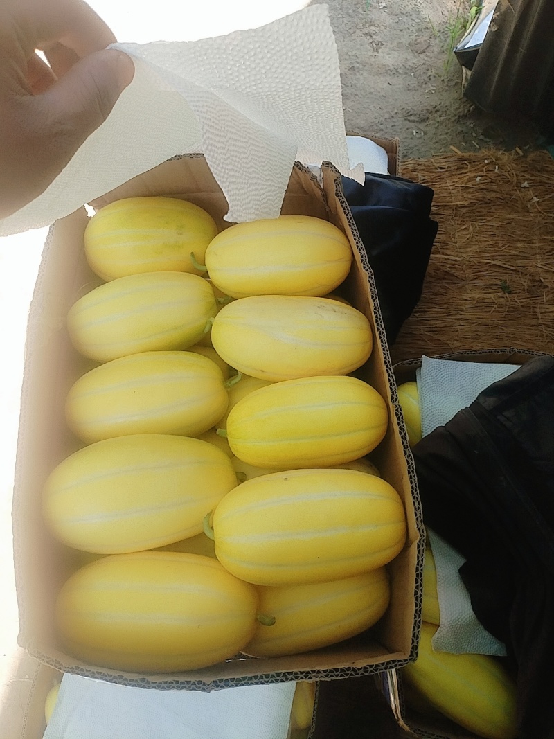 九道沟，甜瓜，香瓜，黄金香瓜，香脆多汁，全国发货视频看货