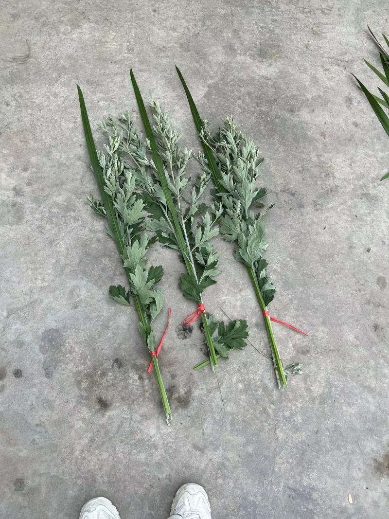 精品艾草新鲜艾草艾苗新鲜艾草产地发货欢迎咨询