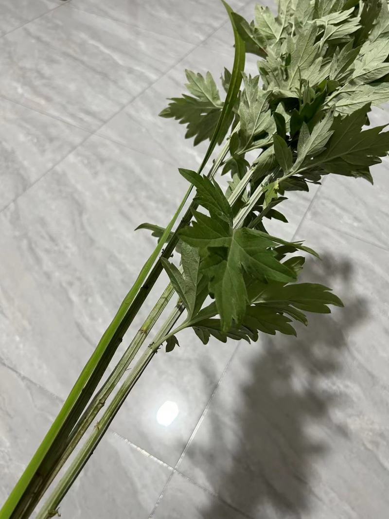 精品艾草新鲜艾草艾苗新鲜艾草产地发货欢迎咨询