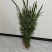 精品艾草新鲜艾草艾苗新鲜艾草产地发货欢迎咨询