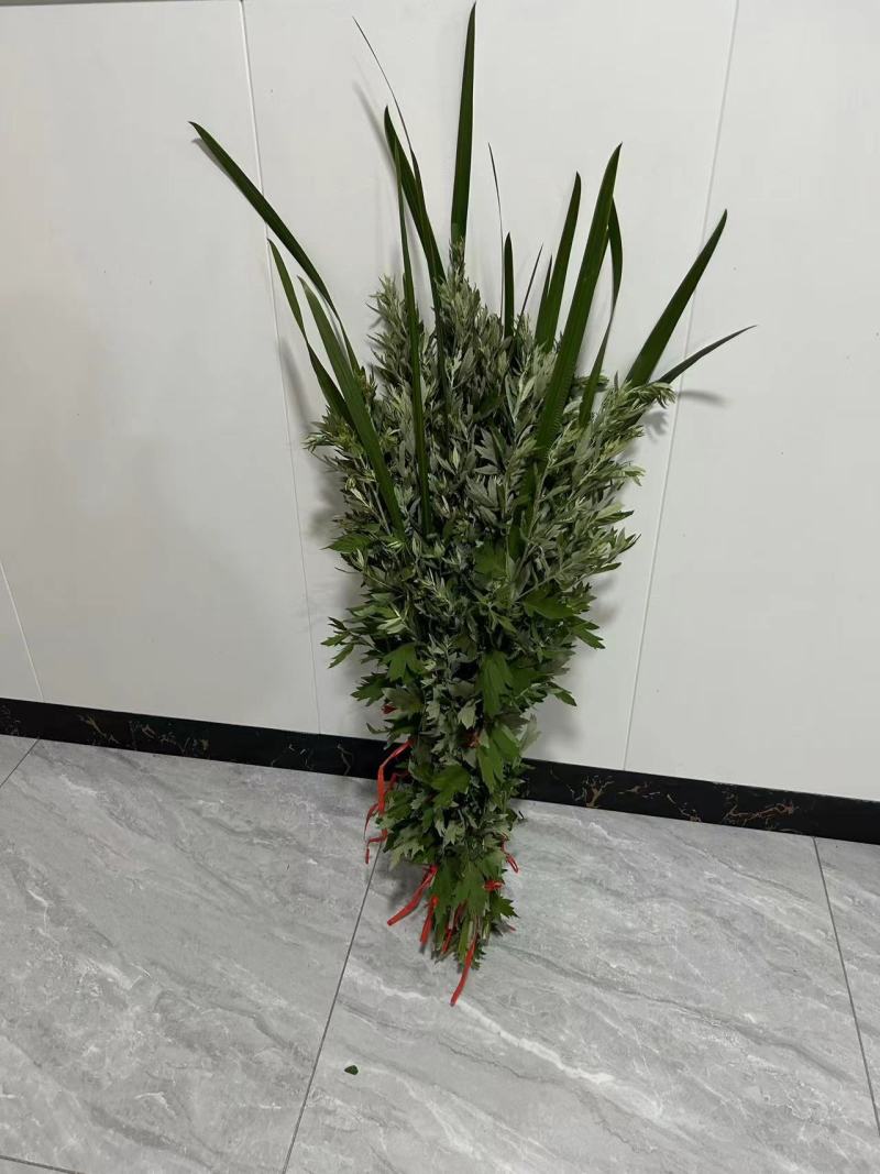 精品艾草新鲜艾草艾苗新鲜艾草产地发货欢迎咨询