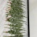 精品艾草新鲜艾草艾苗新鲜艾草产地发货欢迎咨询