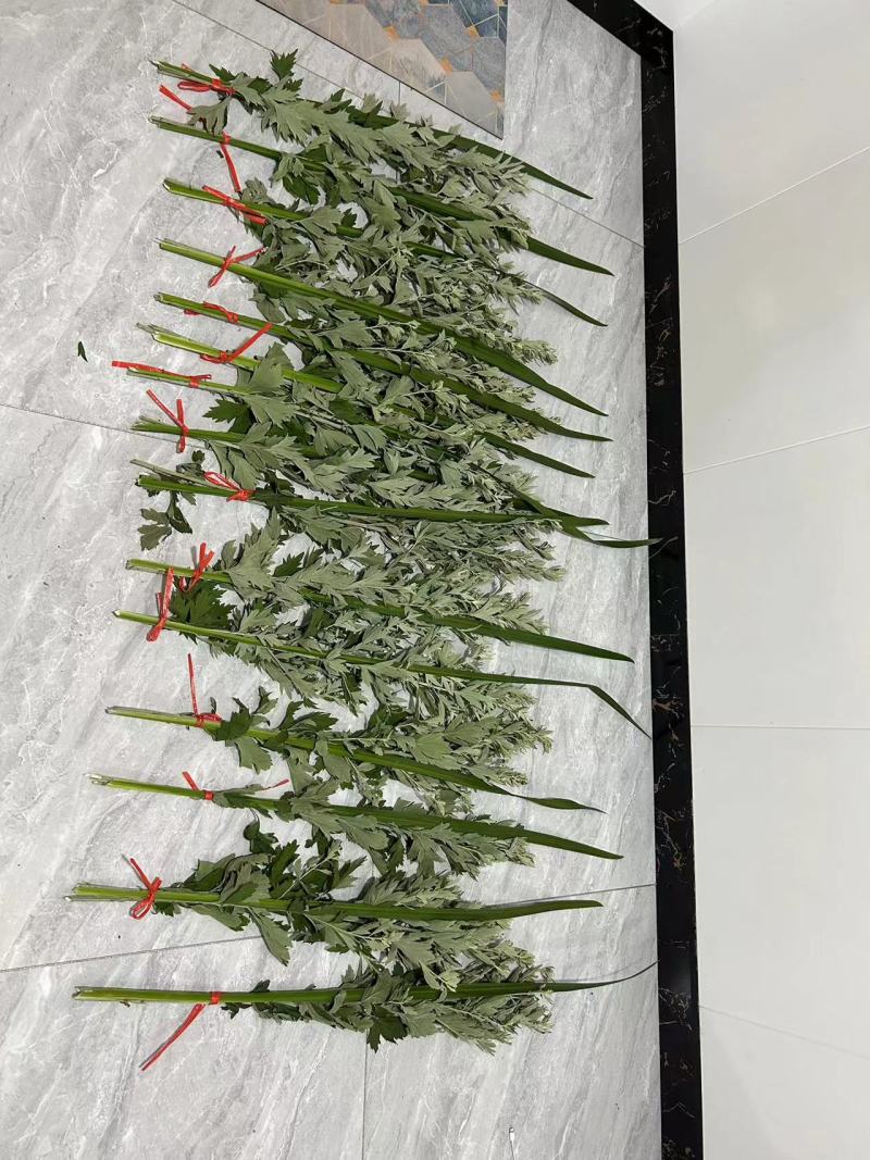 精品艾草新鲜艾草艾苗新鲜艾草产地发货欢迎咨询
