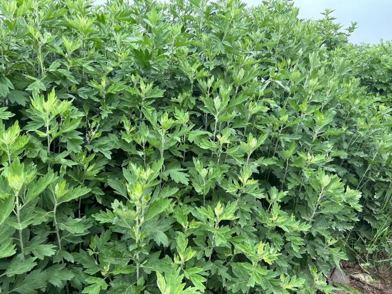 精品艾草新鲜艾草艾苗新鲜艾草产地发货欢迎咨询